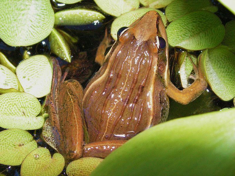 ptychadenidae dubois