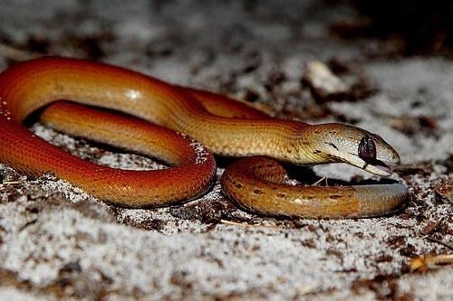 pygopus lepidopodus