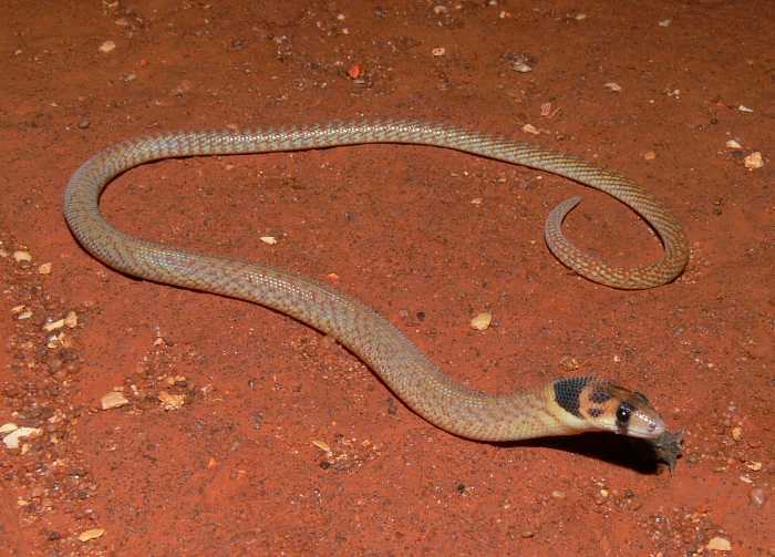 pygopus nigriceps