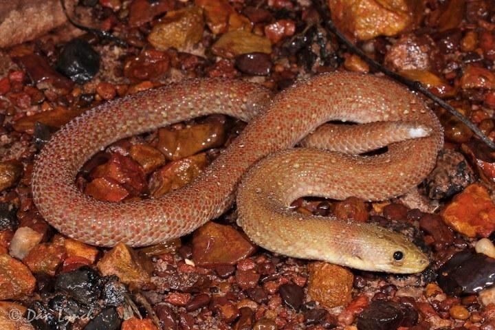 pygopus steelescotti