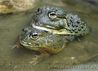 ranidae skokanoviti