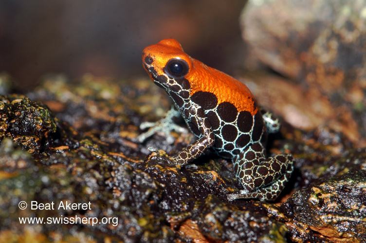 ranitomeya reticulata