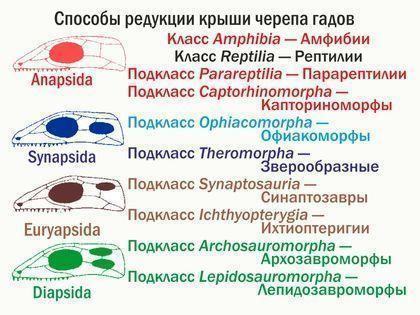 redukciya kryshi