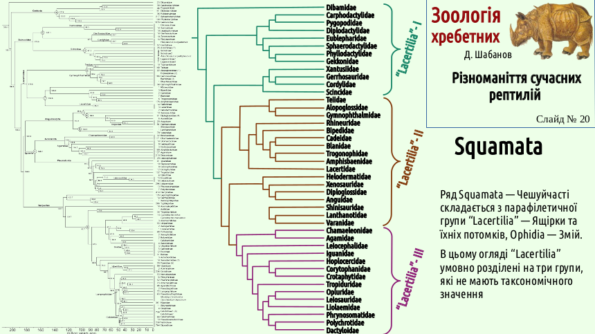 reptilian systematics 20