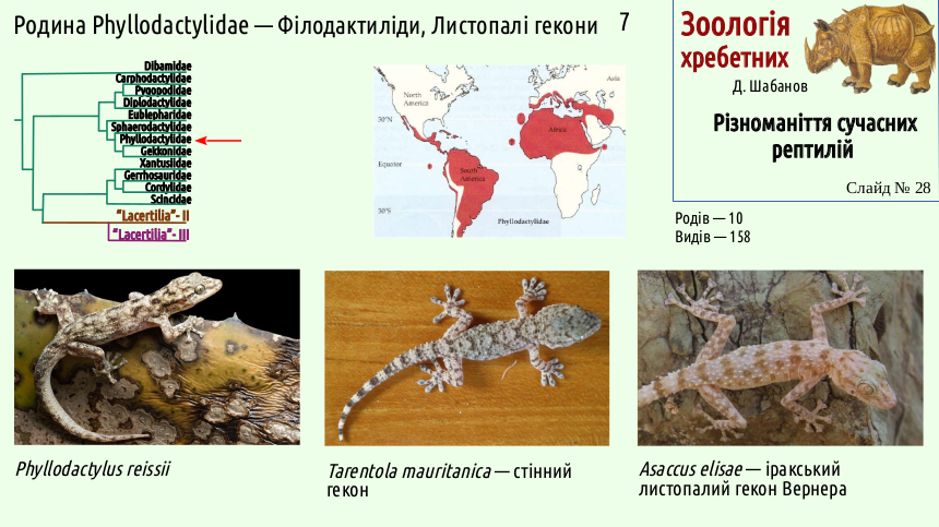 reptilian systematics 28