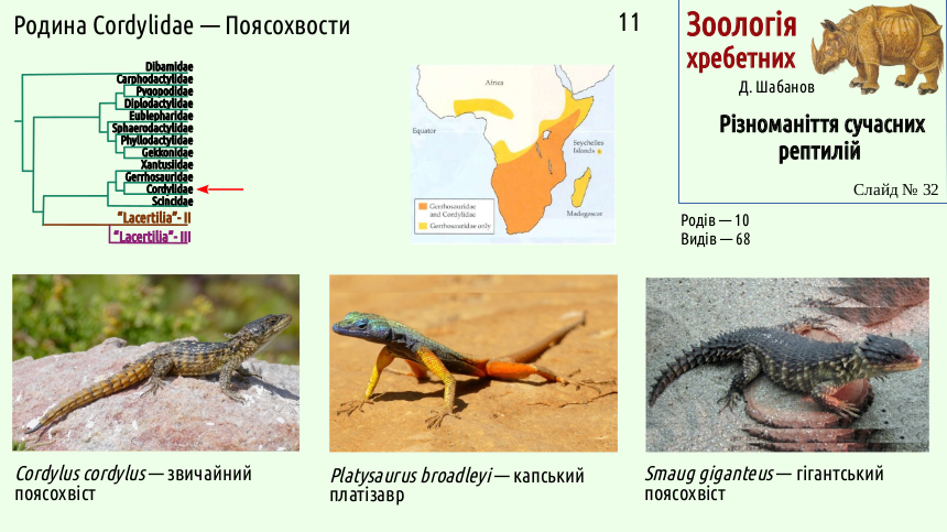 reptilian systematics 32