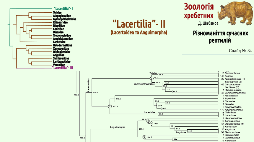 reptilian systematics 34