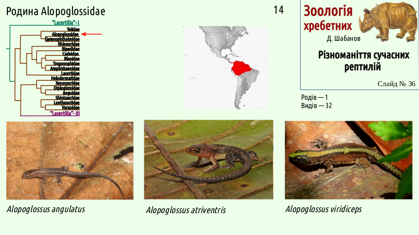 reptilian systematics 36