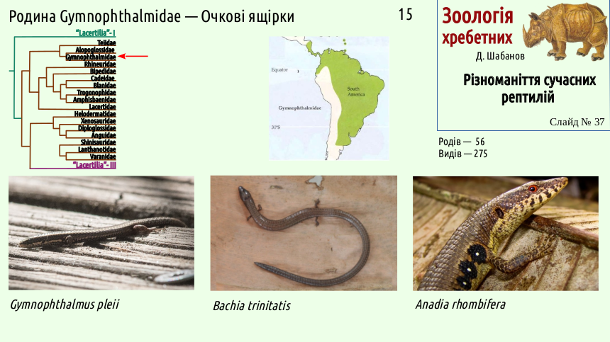 reptilian systematics 37