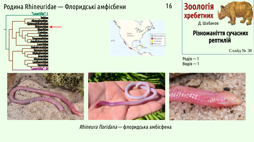 reptilian systematics 38