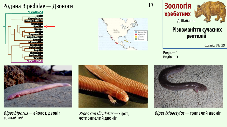 reptilian systematics 39