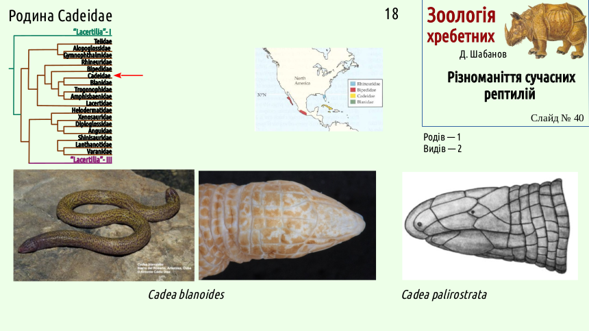 reptilian systematics 40
