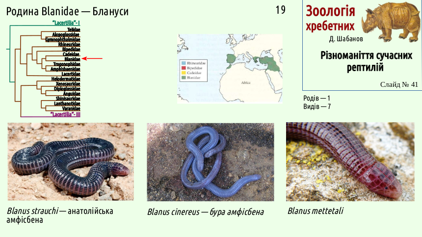 reptilian systematics 41