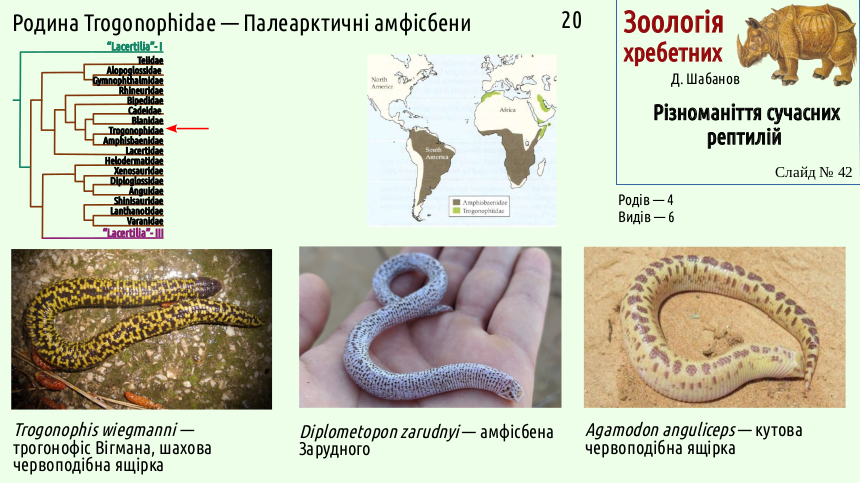 reptilian systematics 42