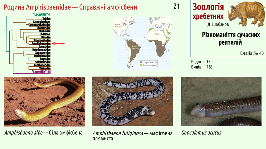 reptilian systematics 43