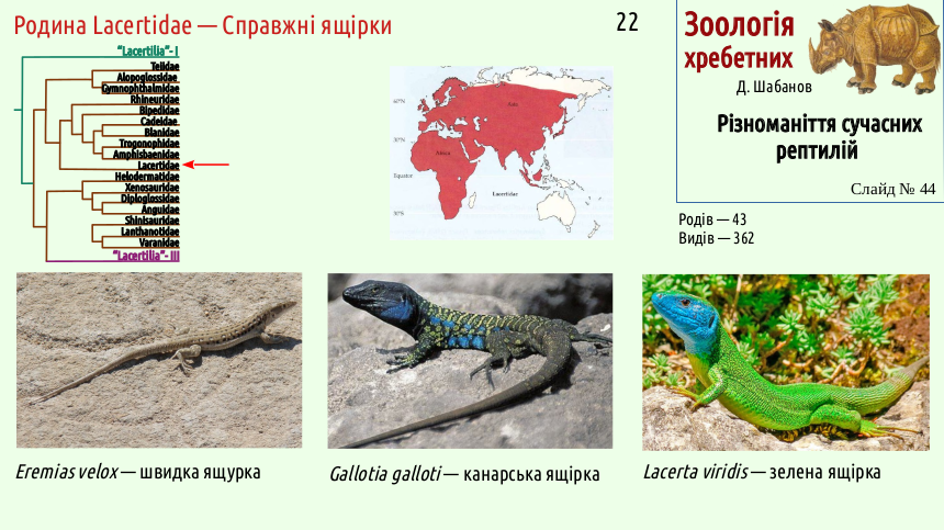 reptilian systematics 44