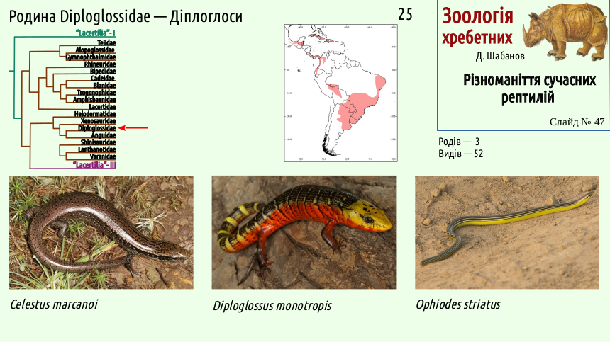 reptilian systematics 47
