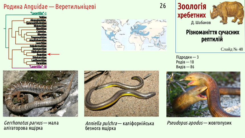 reptilian systematics 48