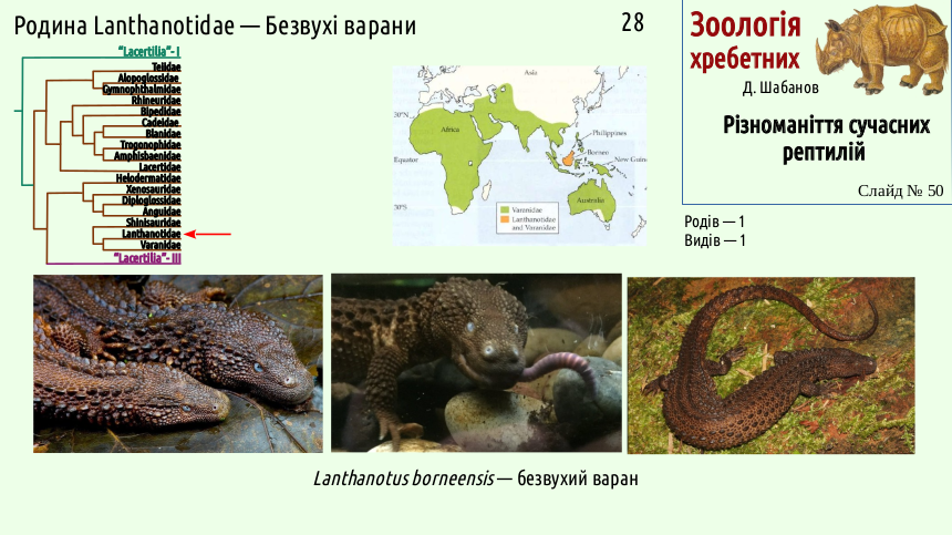 reptilian systematics 50