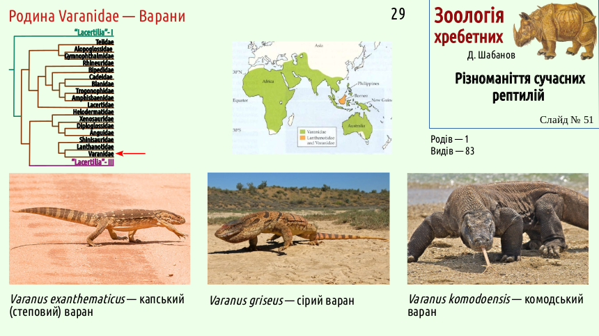 reptilian systematics 51