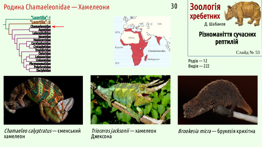 reptilian systematics 53