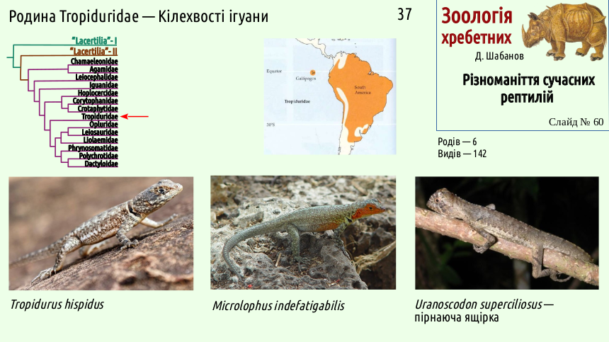reptilian systematics 60