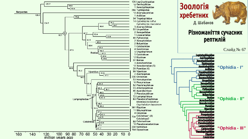 reptilian systematics 67
