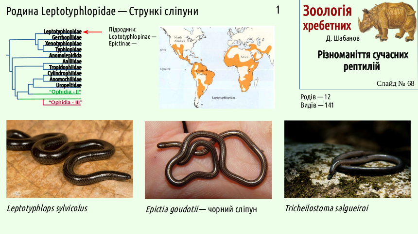 reptilian systematics 68