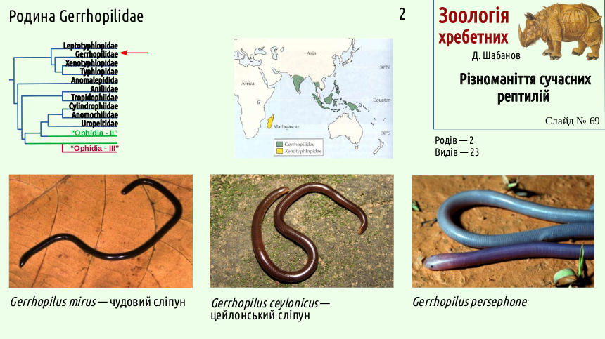 reptilian systematics 69
