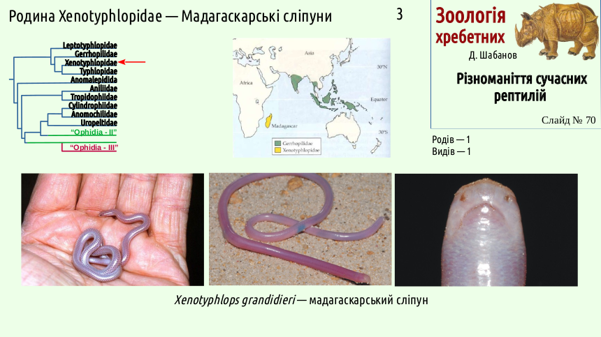 reptilian systematics 70