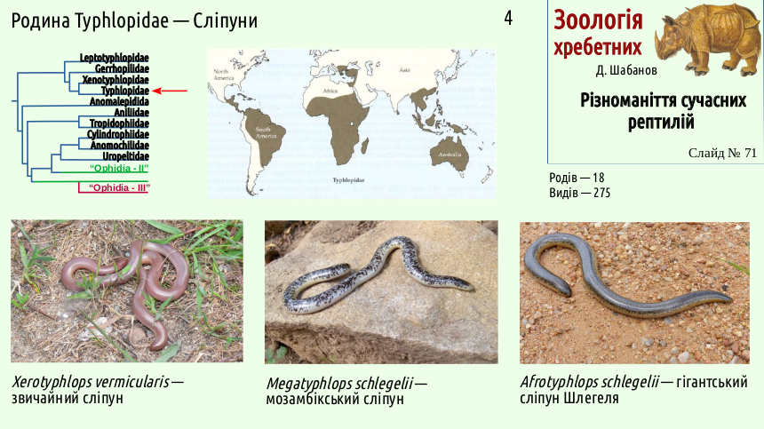 reptilian systematics 71