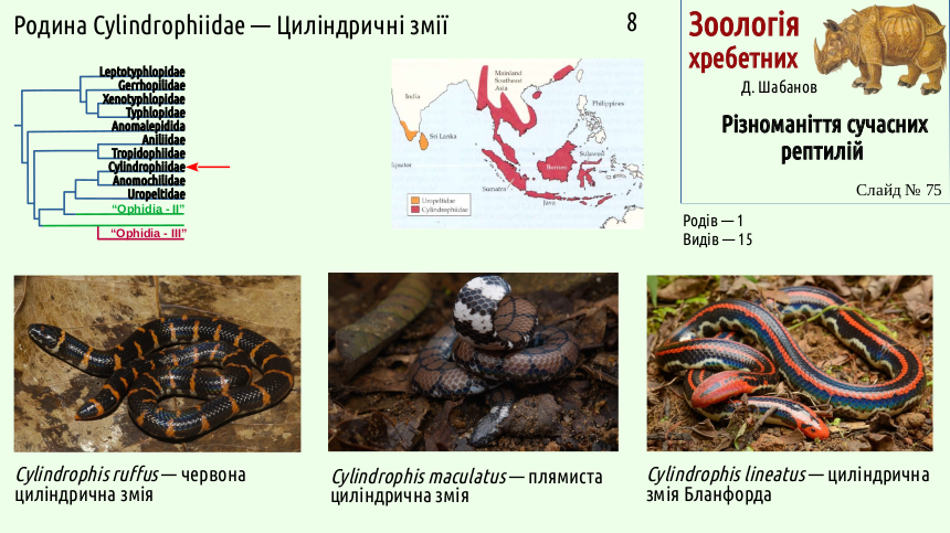 reptilian systematics 75