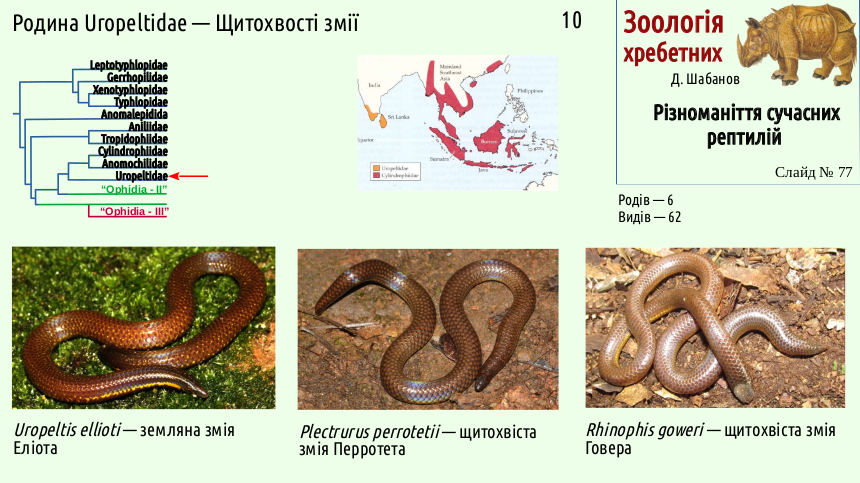 reptilian systematics 77