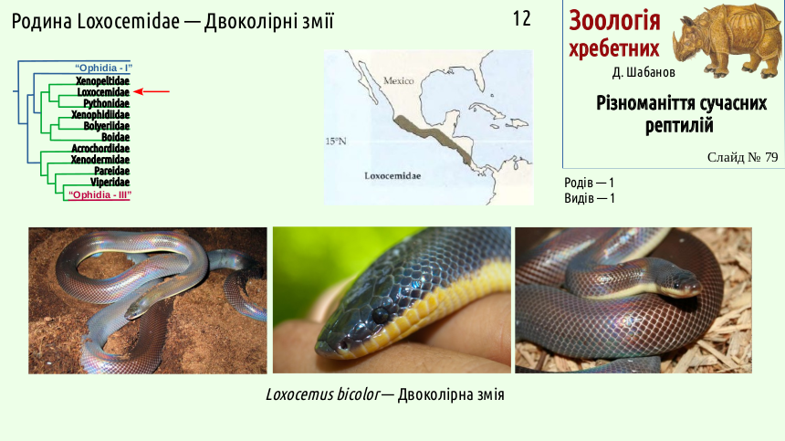 reptilian systematics 79