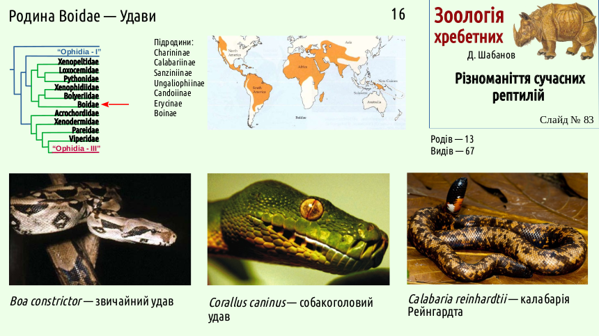 reptilian systematics 83