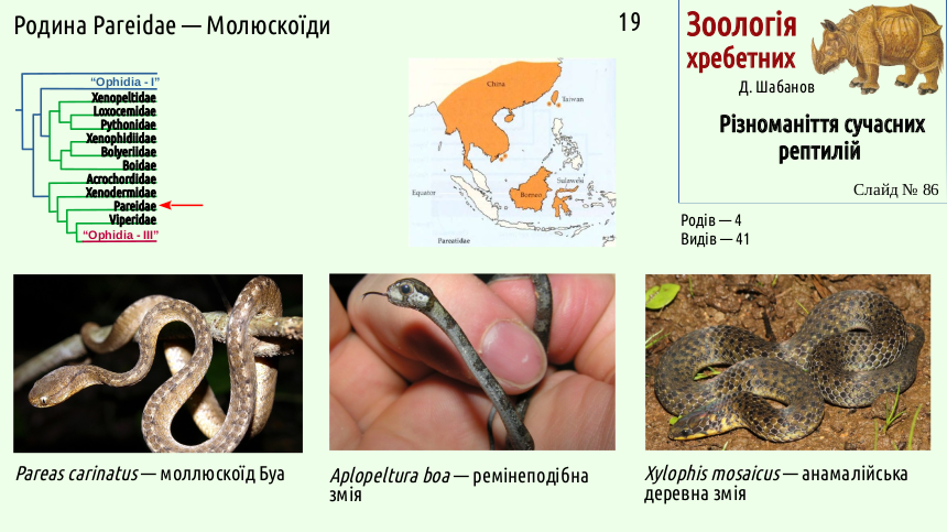 reptilian systematics 86