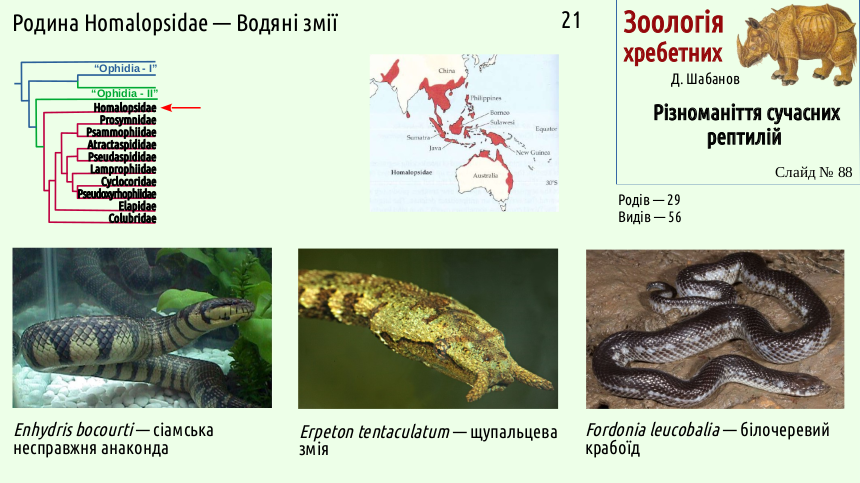 reptilian systematics 88