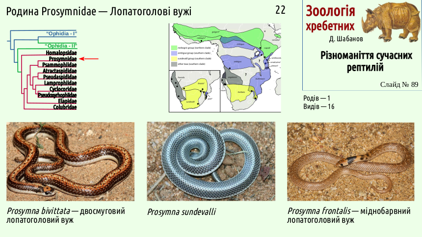 reptilian systematics 89