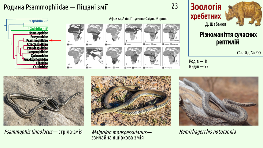 reptilian systematics 90