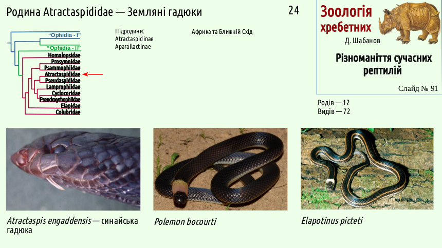 reptilian systematics 91