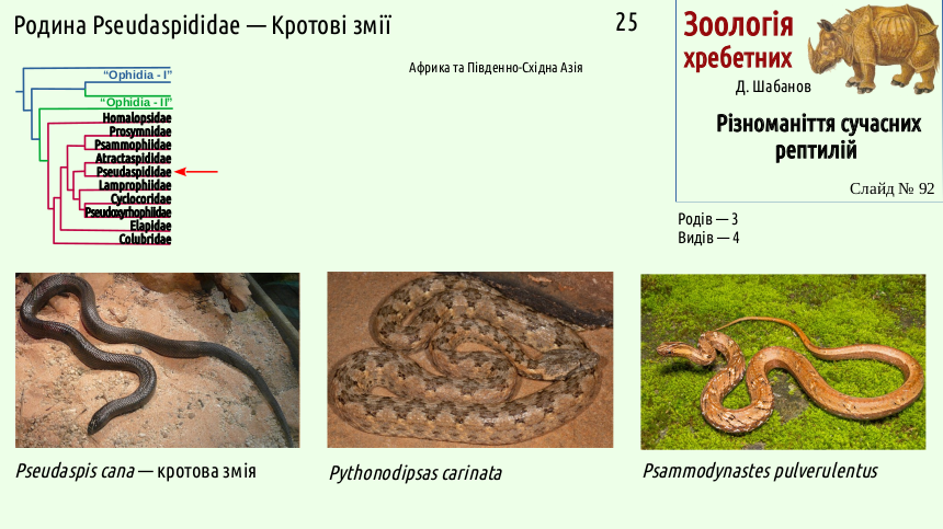 reptilian systematics 92