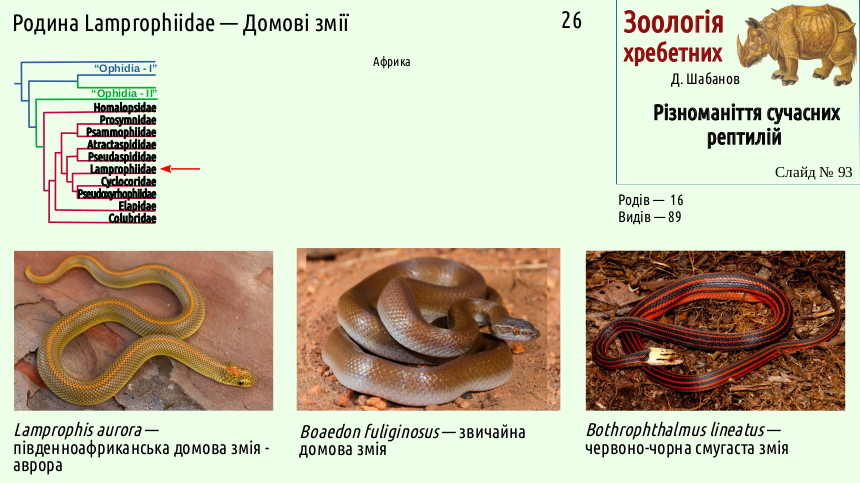 reptilian systematics 93