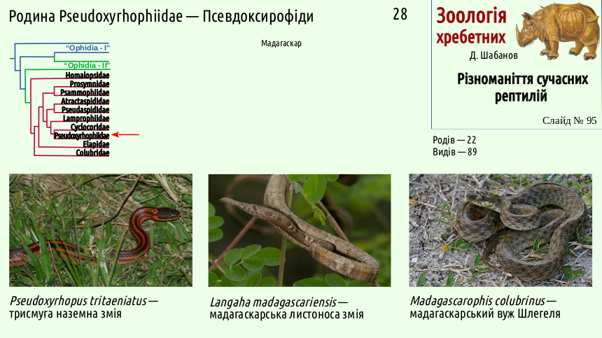 reptilian systematics 95