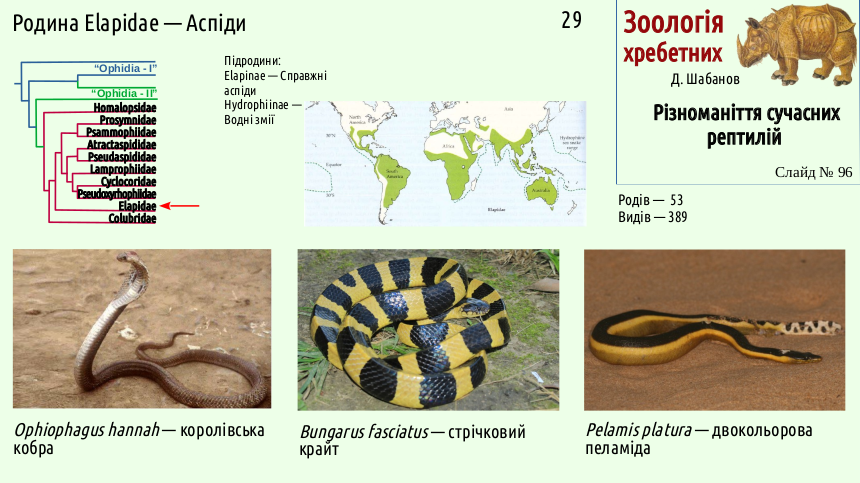 reptilian systematics 96