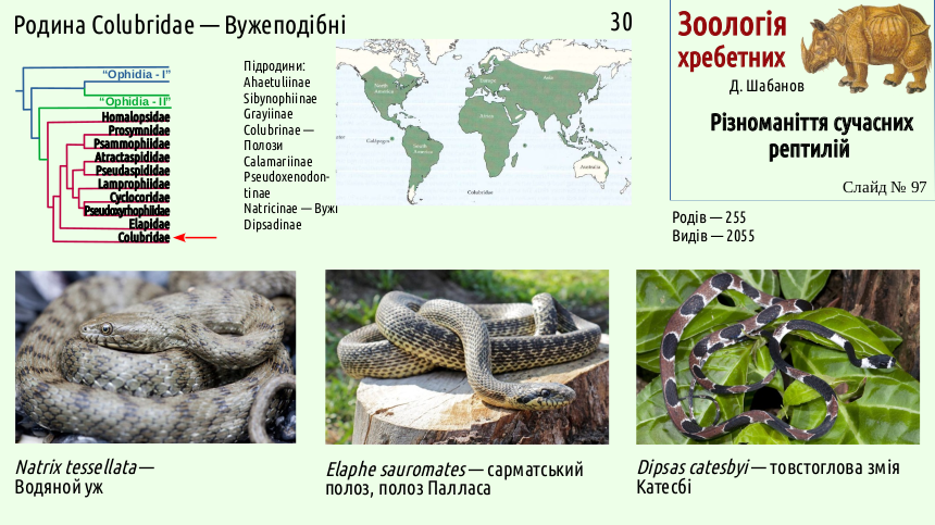 reptilian systematics 97