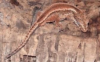 rhacodactylus auriculatus