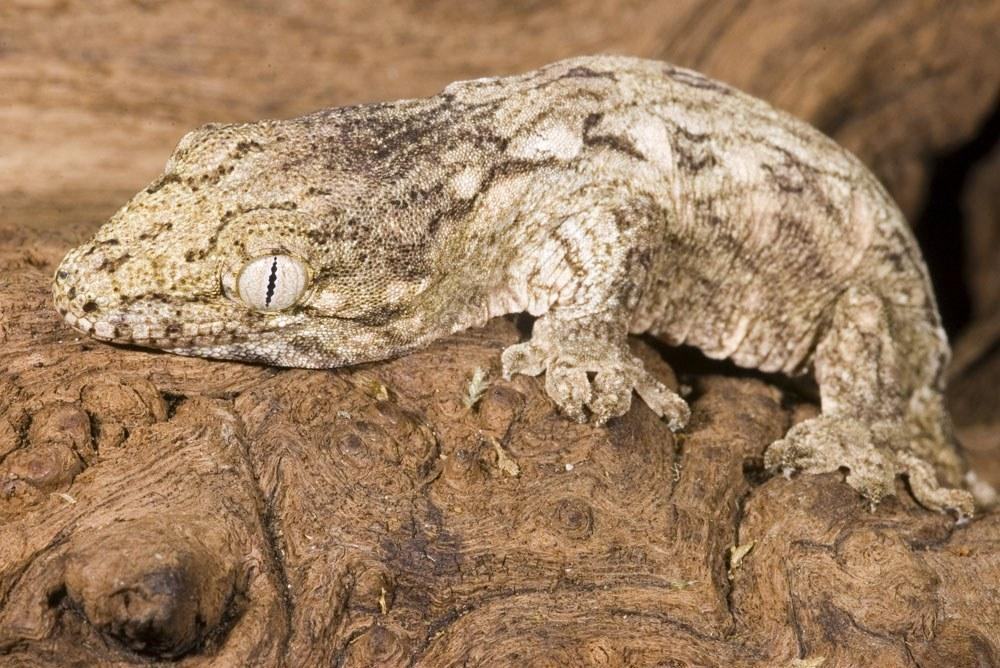 rhacodactylus leachianus copy