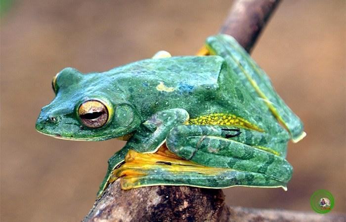 Рис.9-11: Гніздо Rhacophorus arboreus, і її зовнішній вигляд