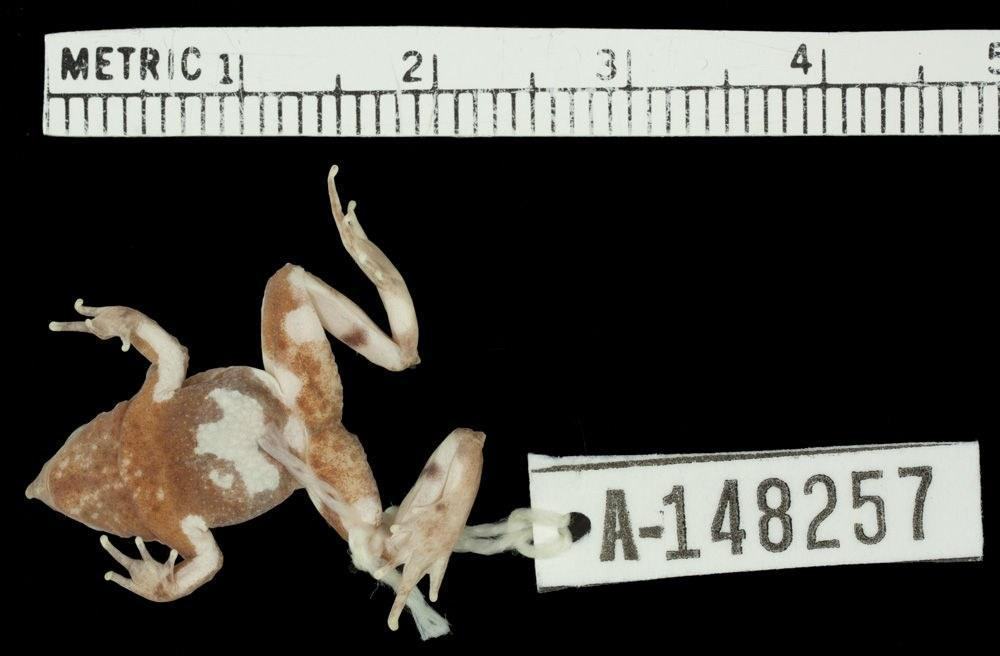 Рис. 2-4:Зовнішній вигляд та різноманіття забарвлення Rhinoderma darwinii Рис. 5: Пуголовки в горловому мішку самця Рис 6-7: Порівняння п'яткових горбів Rhinoderma darwinii та Rhinoderma rufum Рис. 8-9: Порівняння малюнка на череві Rhinoderma darwi