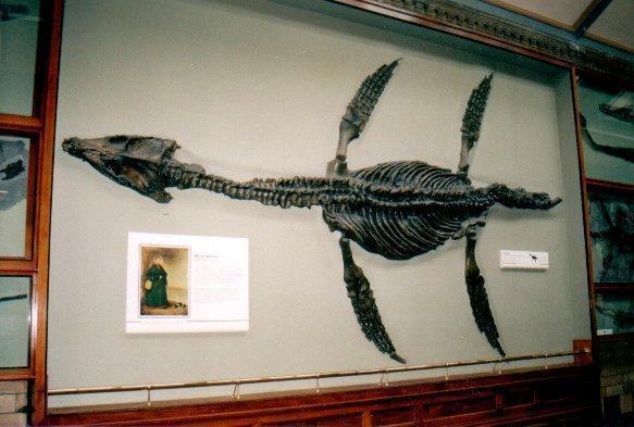 rhomaleosaurus